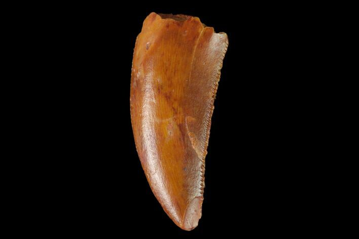 Serrated, Raptor Tooth - Real Dinosaur Tooth #137198